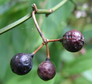 Common Greenbrier Fruit