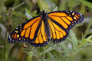 Monarch butterfly on a bush at JPPM