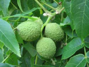 Black Walnut Fruit