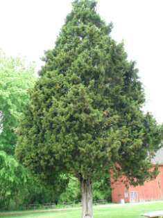 Eastern Redcedar Tree