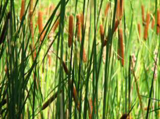 Narrow-leaved Cattail