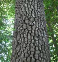 Persimmon Tree Trunk