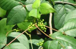 Poison Ivy Berries