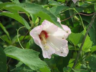 Swamp Rose Mallow Flower