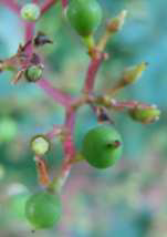 Virginia Creeper Fruit