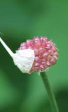 Wild Garlic Flower 1