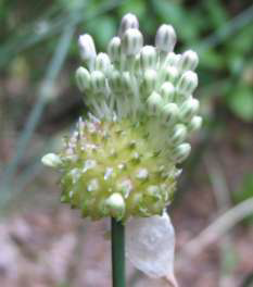 Wild Garlic Flower 2