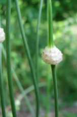 Wild Garlic Leaf
