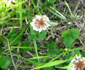 Wild White Clover Flower