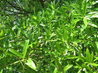 Willow Oak Leaf