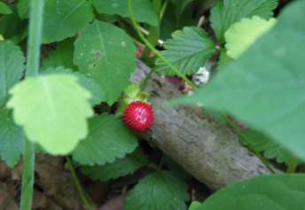 Wood Strawberry Leaf
