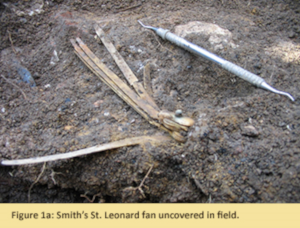 Image of fan uncovered at the Smith-St. Leonard site.
