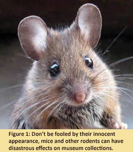 Image of a mouse.