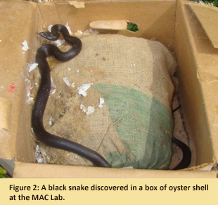 Image of a black snake inside a box of stored oyster shell.