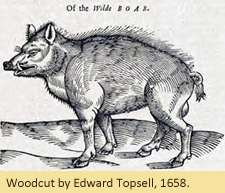 Image of a wild boar drawing.