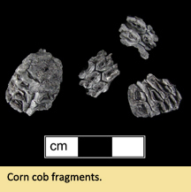 Corn kernel and corn cob fragments