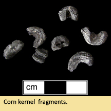 Corn kernel and corn cob fragments.