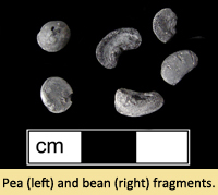 Pea (left) and bean (right) fragments.