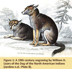 Figure 1: A 19th century engraving by William H. Lizars of the Dog of the North American Indians (Jardine n.d.: Plate 8).
