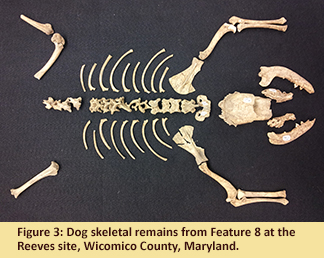 Figure 3: Dog skeletal remains from Feature 8 at the Reeves site, Wicomico County, Maryland.
