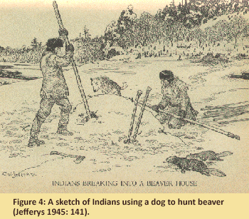 Figure 4: A sketch of Indians using a dog to hunt beaver (Jefferys 1945: 141).
