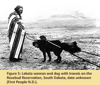 Figure 5: Lakota woman and dog with travois on the Rosebud Reservation, South Dakota, date unknown (First People N.D.).