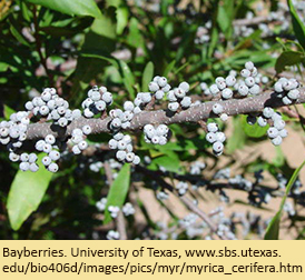 Bayberries. University of Texas, www.sbs.utexas.edu/bio406d/images/pics/myr/myrica_cerifera.htm