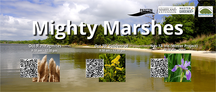 mighty-marshes-750x400.png