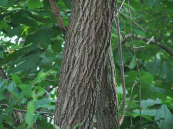 Black Walnut Tree Trunk