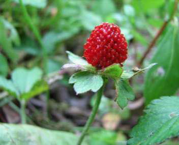 Wood Strawberry Berry