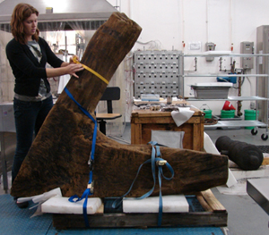 Conservator measures a dogshore preparing it to be transported.