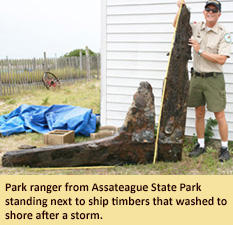 Ranger from Assateague State Park standing next 18th century ship timbers that washed in from hurricane