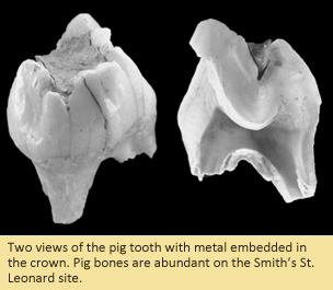 Two views of the pig tooth with metal embedded in the crown.  Pig bones are abundant on the Smith’s St. Leonard site.