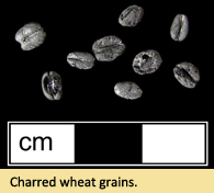 Charred wheat grains.
