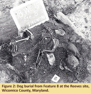 Figure 2: Dog burial from Feature 8 at the Reeves site, Wicomico County, Maryland.