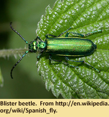 Blister beetle.  From http://en.wikipedia.org/wiki/Spanish_fly.