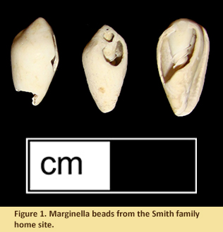 Figure 1. Marginella beads from the Smith family home site.